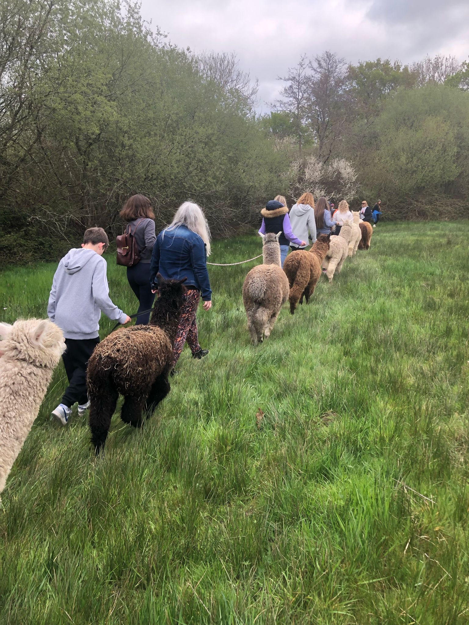 Group of customers enjoying alpaca walking experience at Itchen Valley Country Park