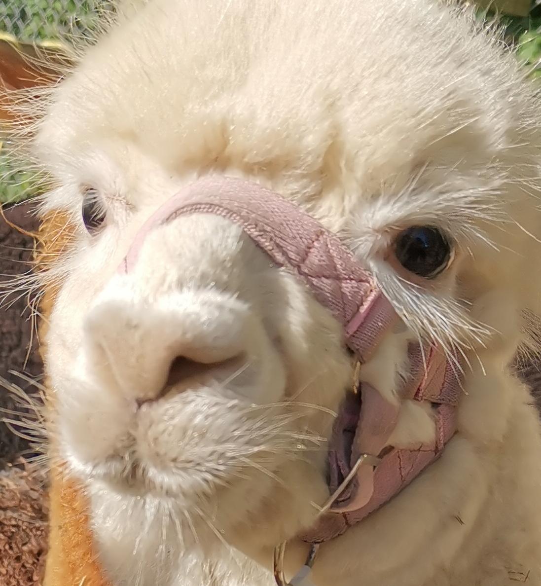 Luna - Beautiful white alpaca with gentle expression at Hensting Alpacas