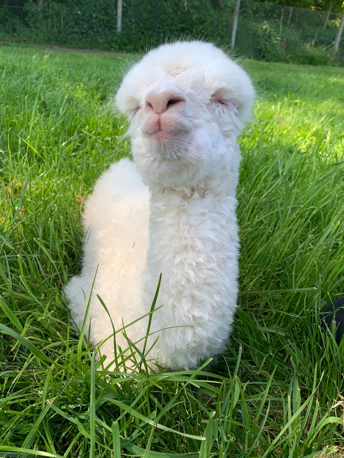 Buttercup - Adorable sleeping baby alpaca cria at Hensting Alpacas