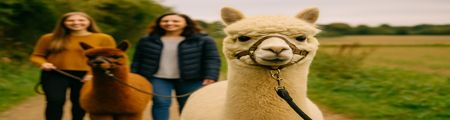 Alpaca Walking Experience