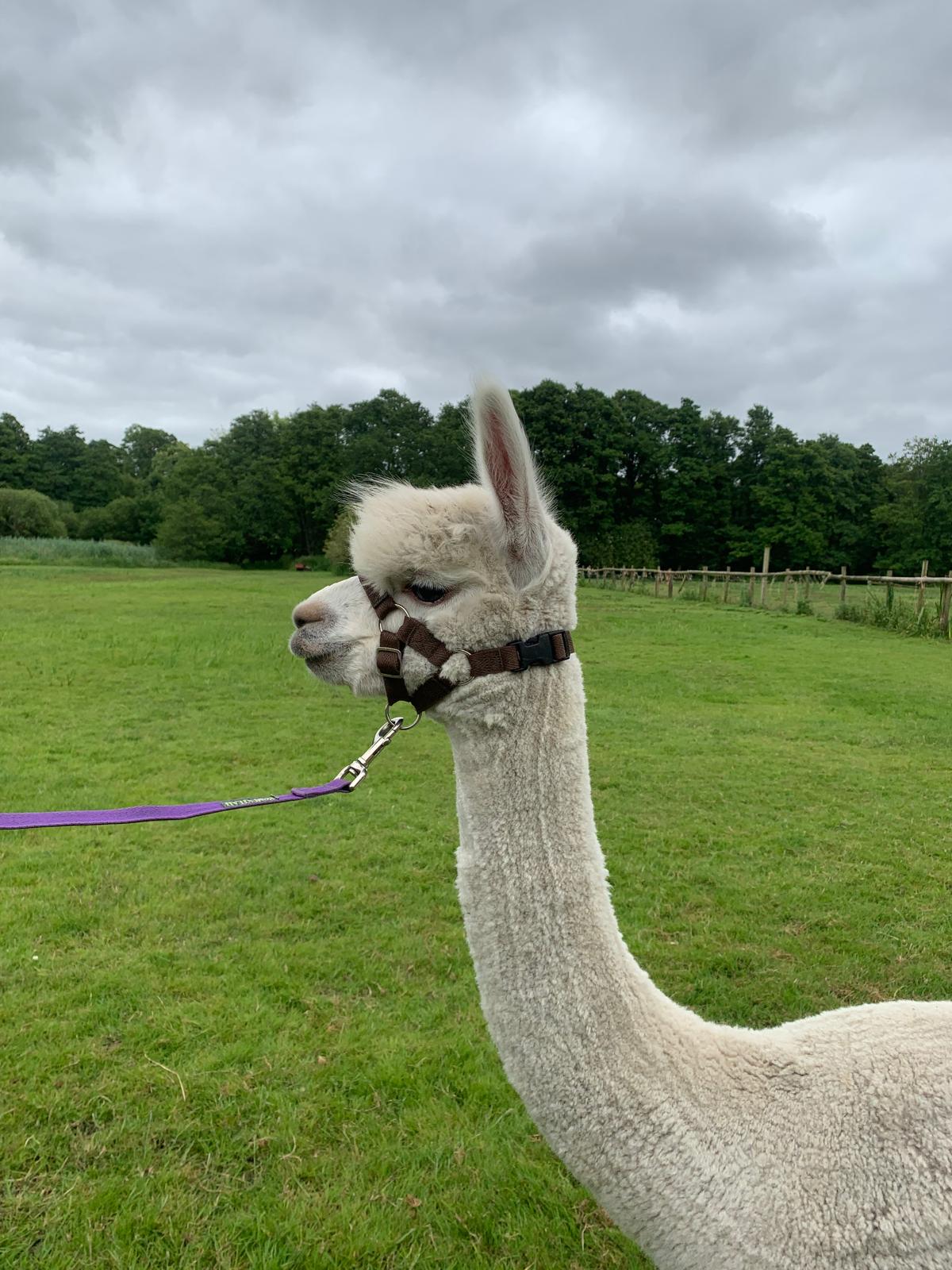 Hensting Abigail white female alpaca for sale Hampshire - gentle breeding prospect BAS UKBAS45727