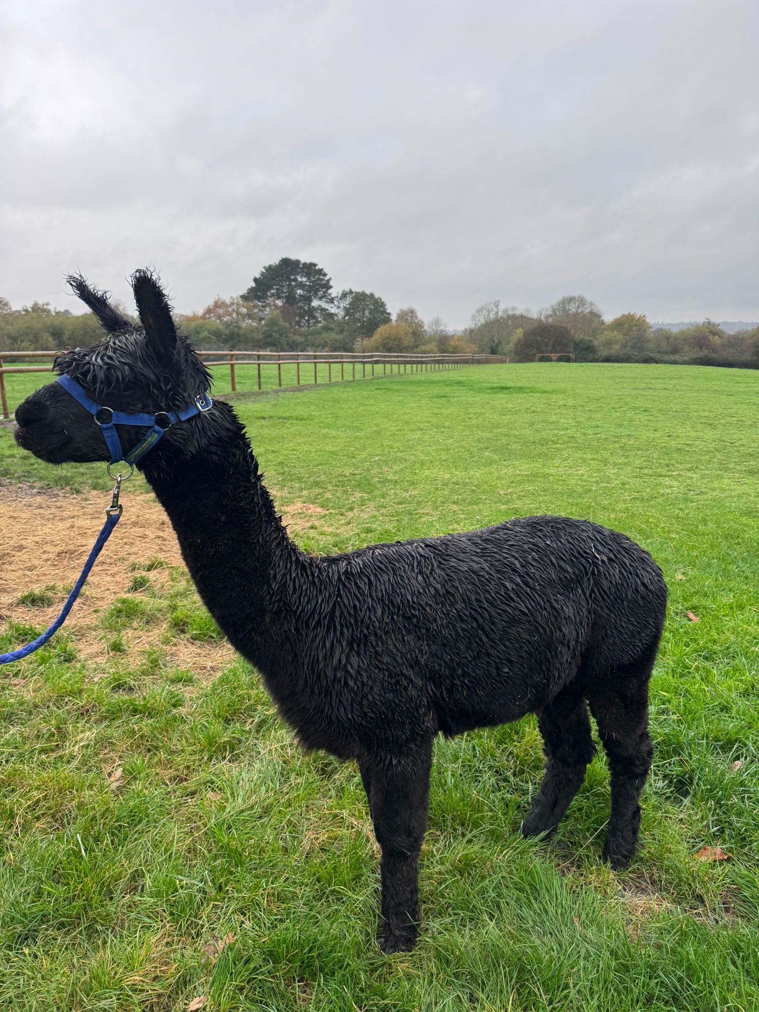 Hensting Ebony true black male alpaca Hampshire - Inca Grand Design bloodline BAS BNBAS14523