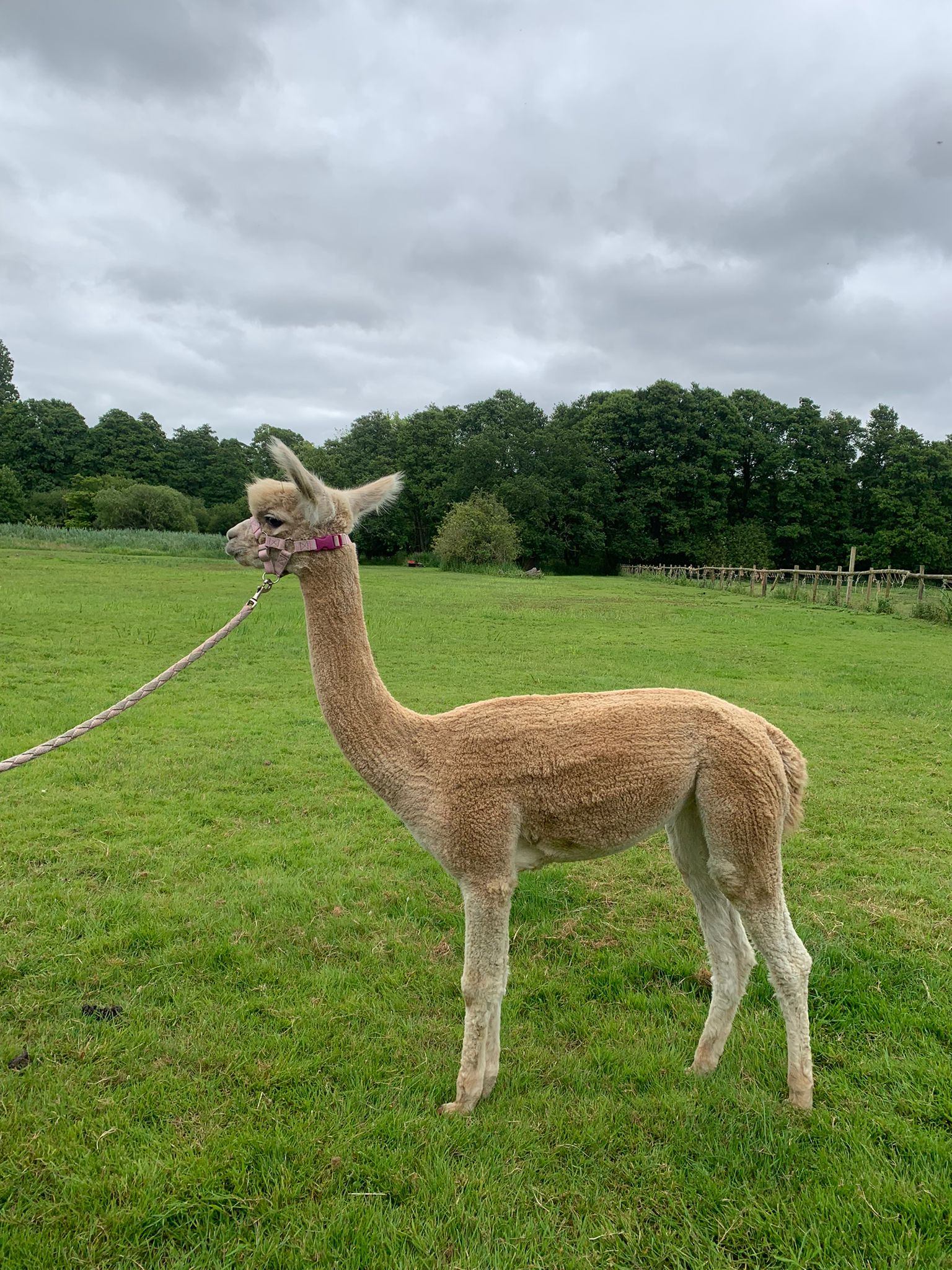 Hensting Fybelle light fawn female alpaca Hampshire UK - white x fawn genetics BAS UKBAS45729