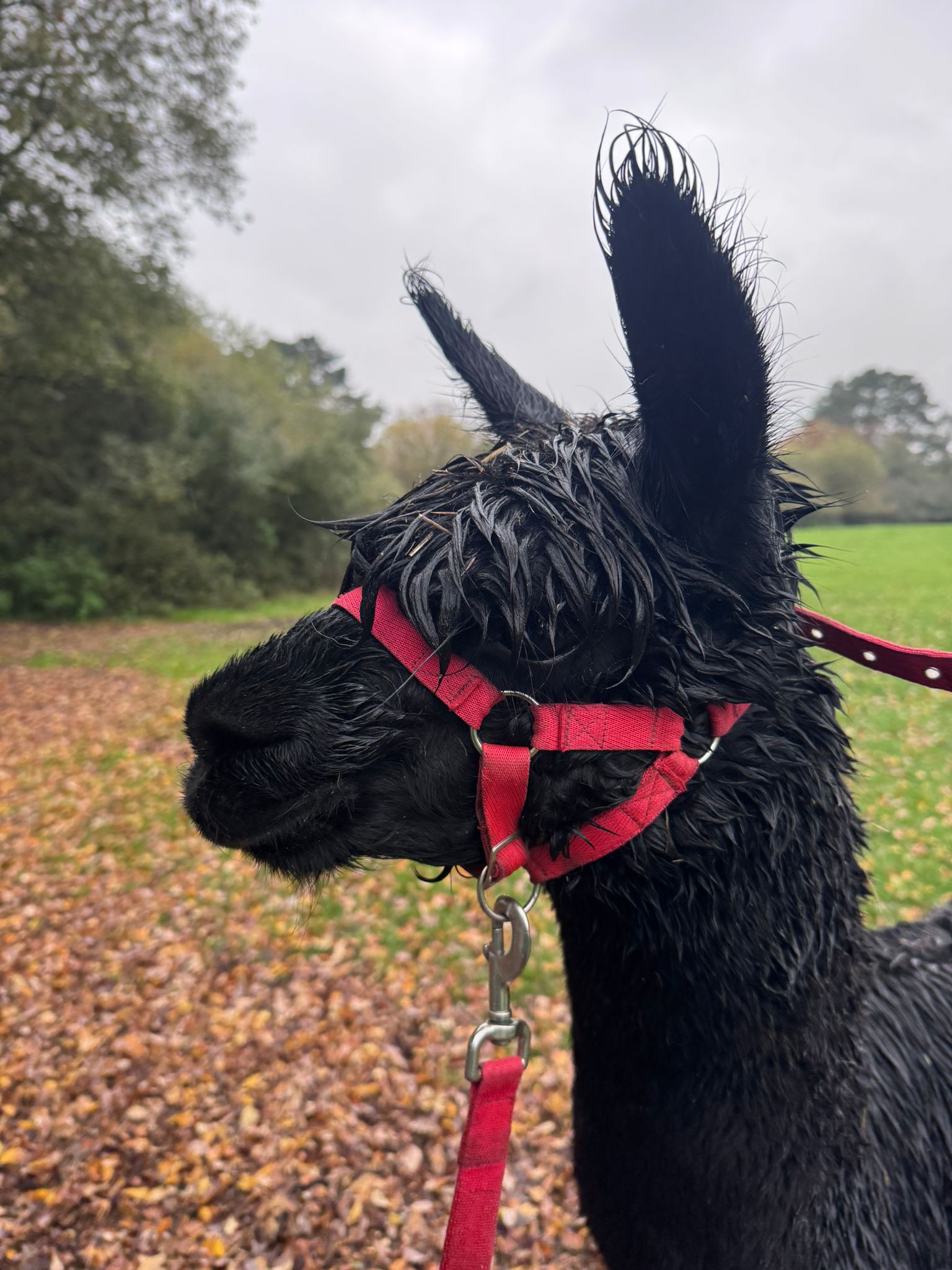 Hensting Mulan black female alpaca Hampshire - grey genetics champion bloodlines BAS UKBAS45728