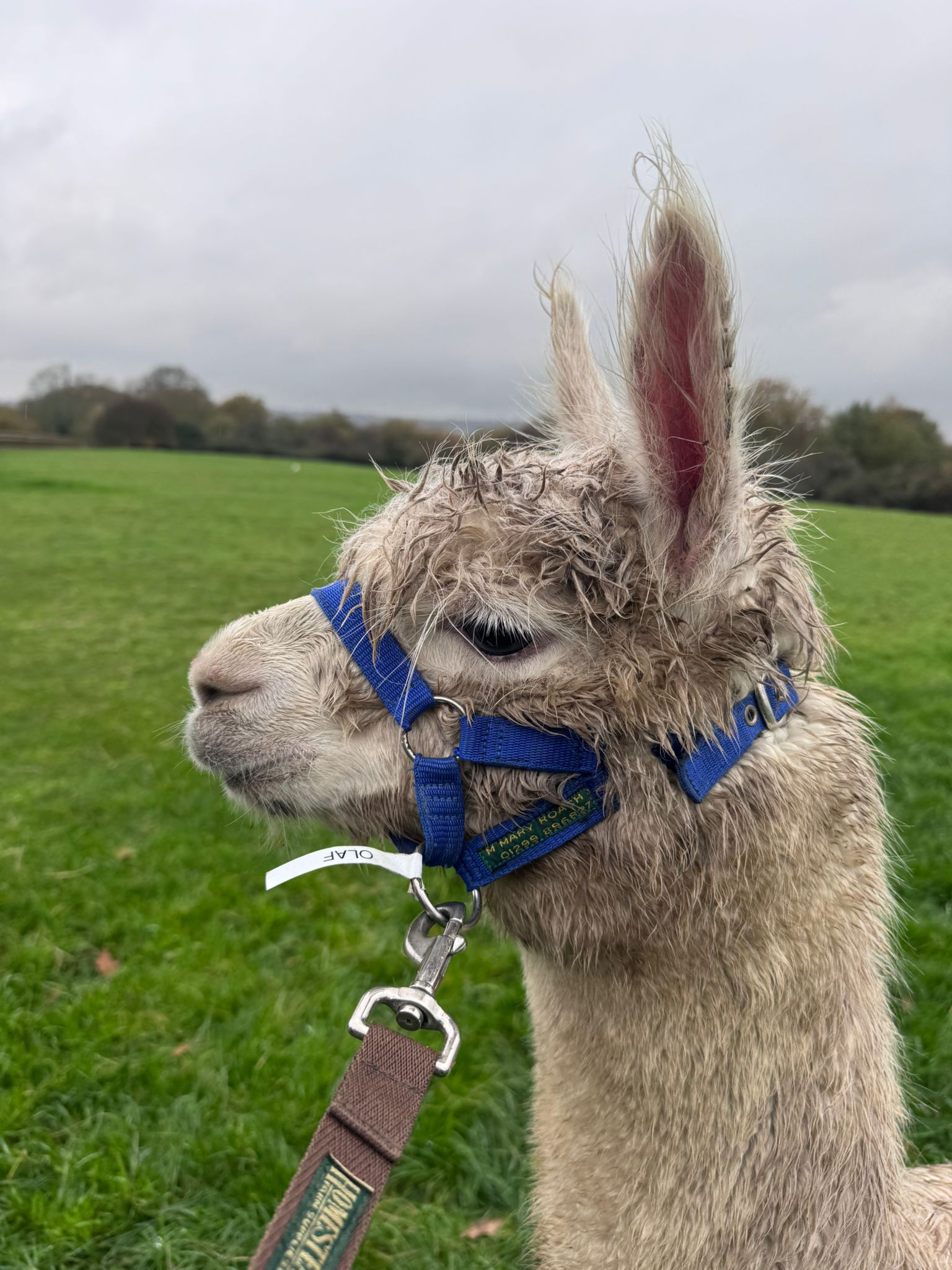 Hensting Olaf white male alpaca for sale Hampshire UK - fully trained BAS BNBAS17982