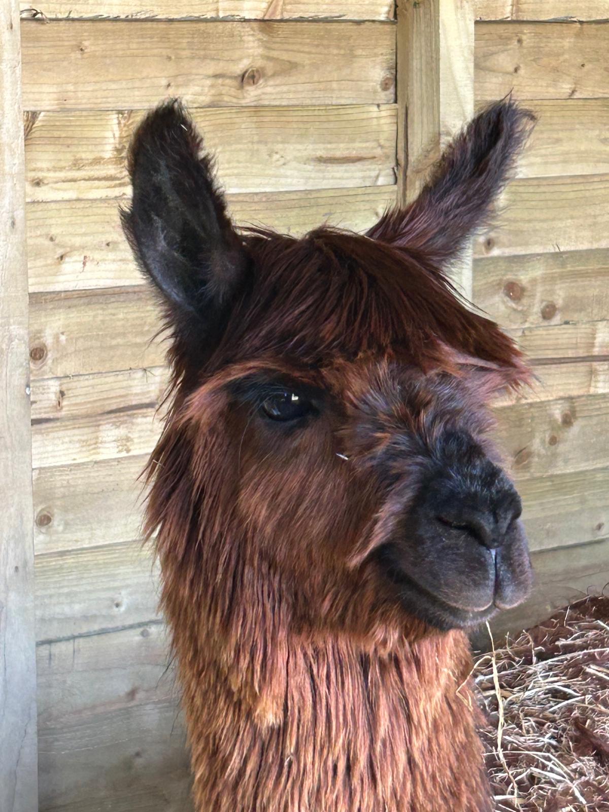 Hensting Simba rare Suri male alpaca for sale Hampshire - dark brown lustre fleece BAS BNBAS17985
