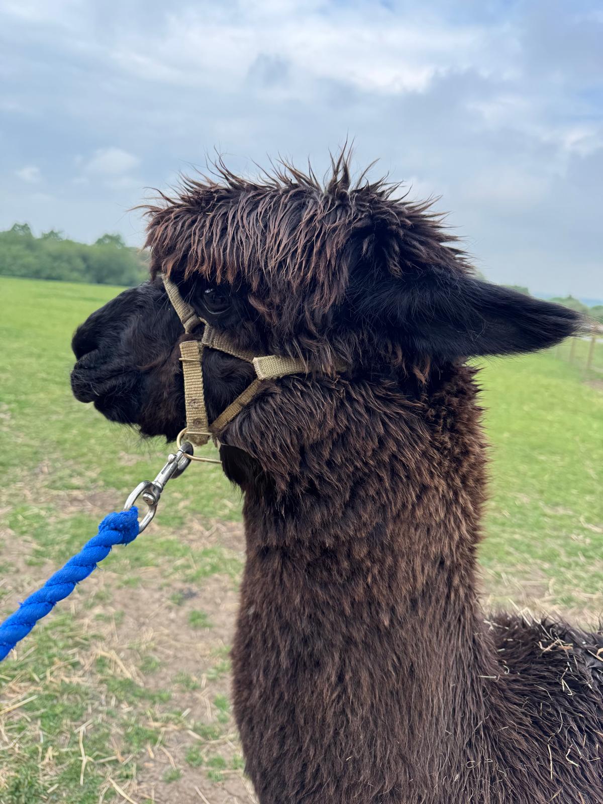 Head of Sparticus, Solid Bay Black Huacaya alpaca in a halter