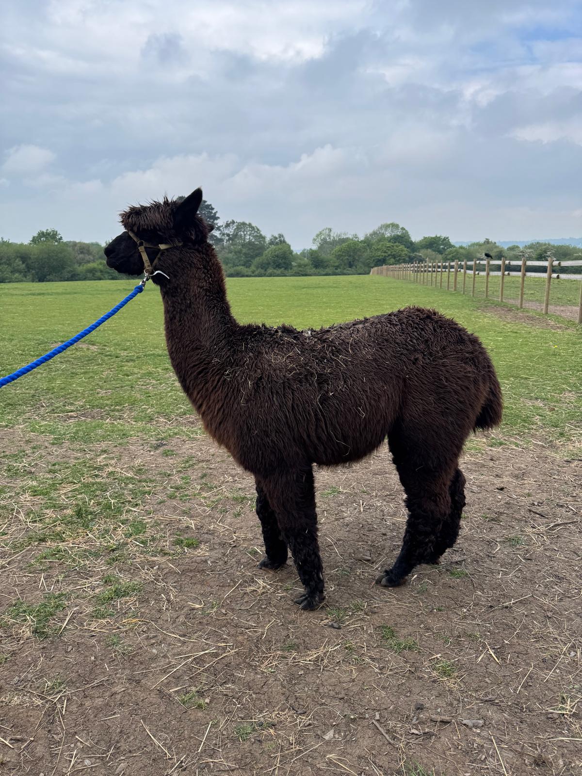 Hucklesbrook Sparticus, proven Solid Bay Black Huacaya stud male alpaca for sale at Hensting Alpacas, Hampshire
