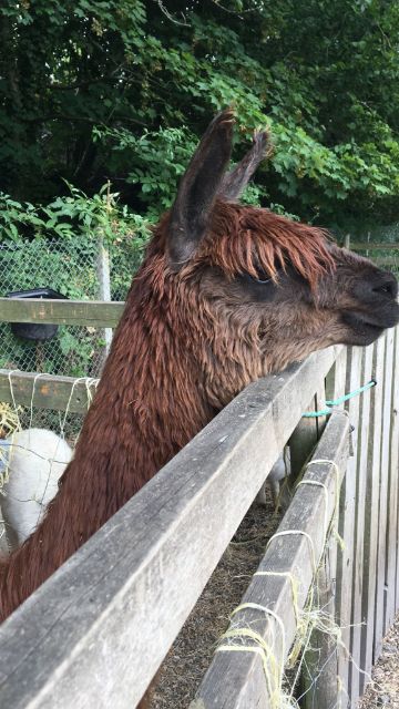 alpacas at hensting alpacas